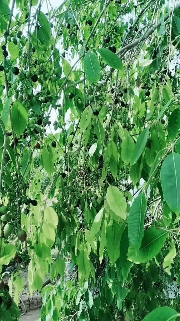 @zala.Rahulsinh