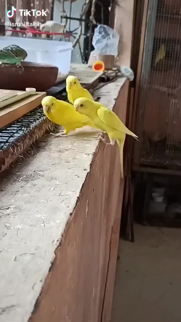 @Chauhan Mansukh