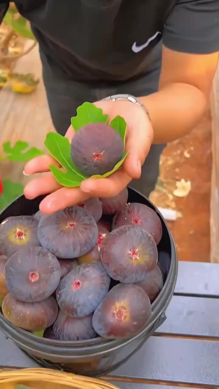 @fruits