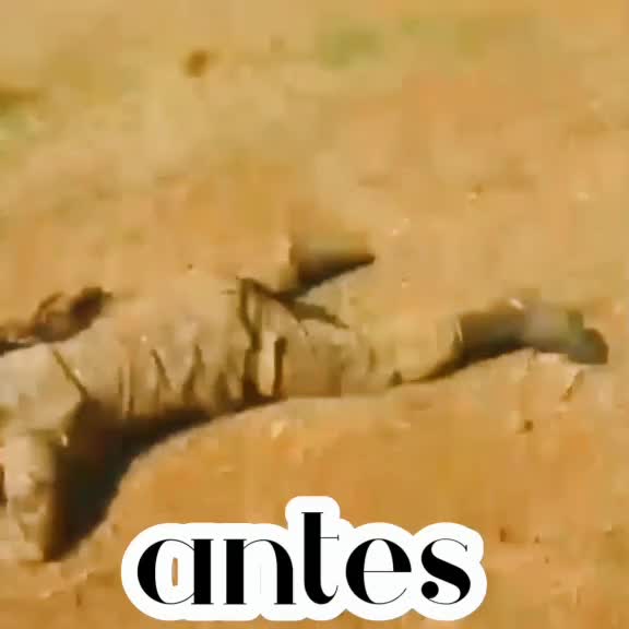 @🪖🥷Centinela SV Oficial🪖🥷