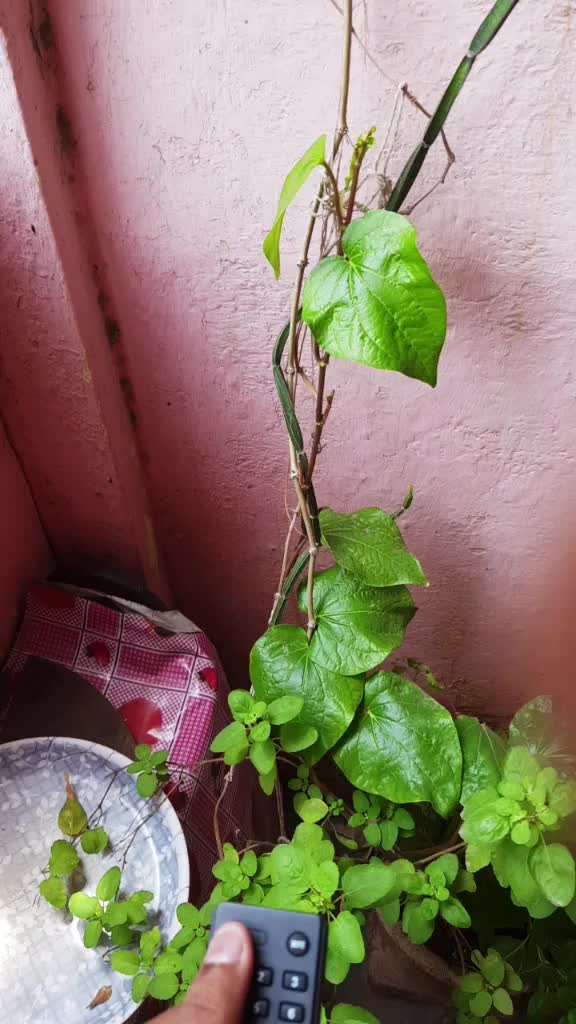 @chandru