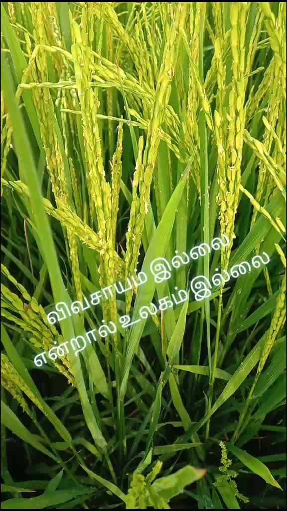 @பூபதிவிவசாயி D.EEE
