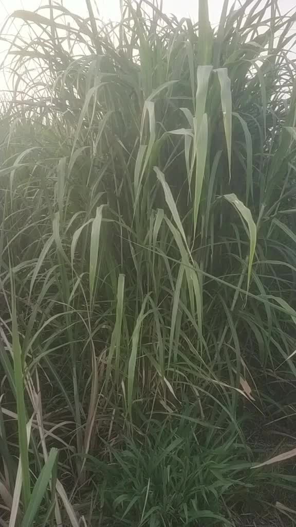 @sawantprasad59829017