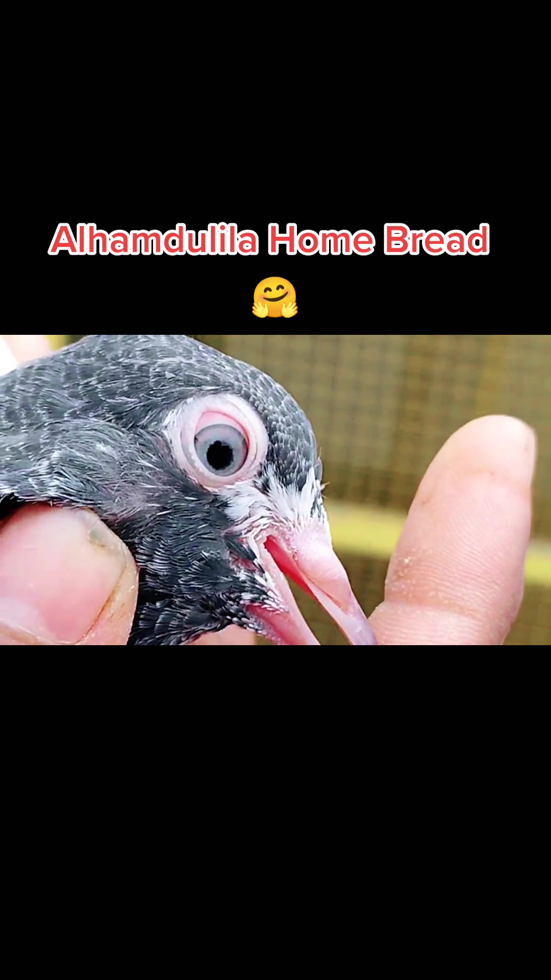 @Babar Pigeons Club