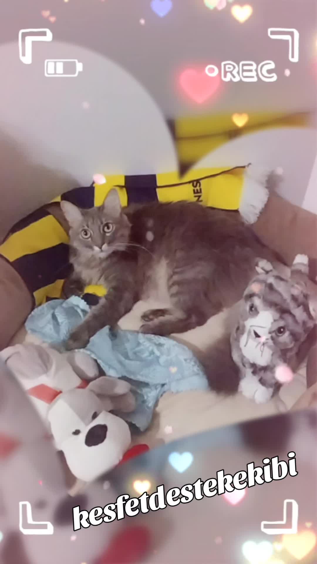 @dumanbey🐈⬛pamukhanım🐈