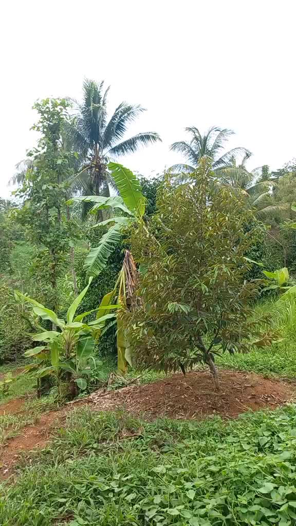 @JISIR