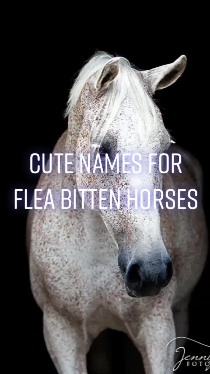 @Horse Editz!