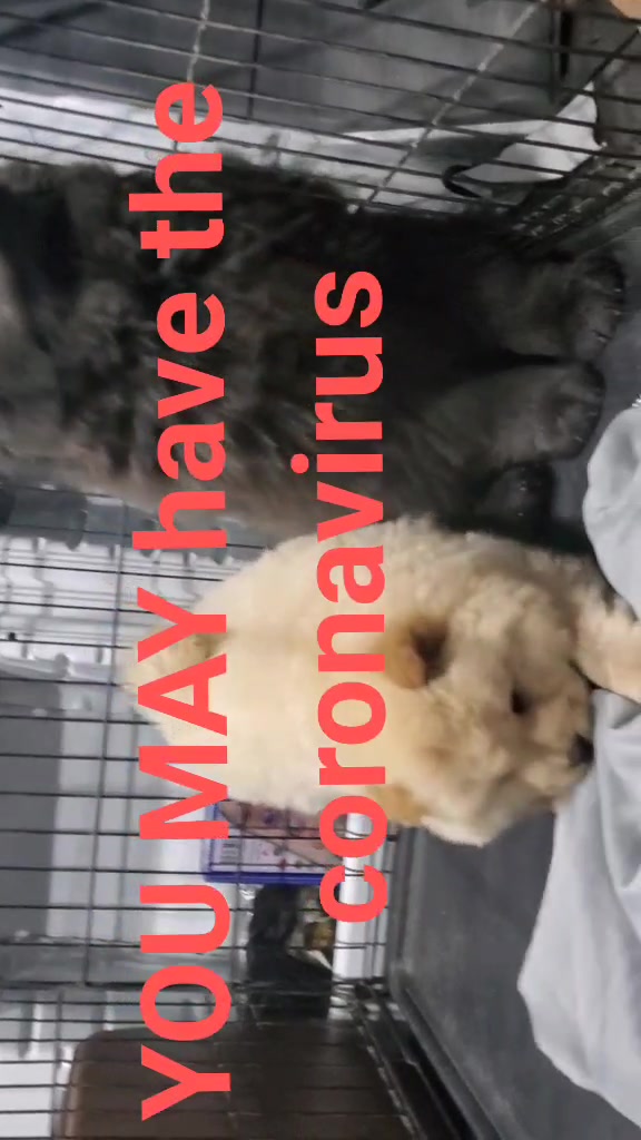 @chowsandpals