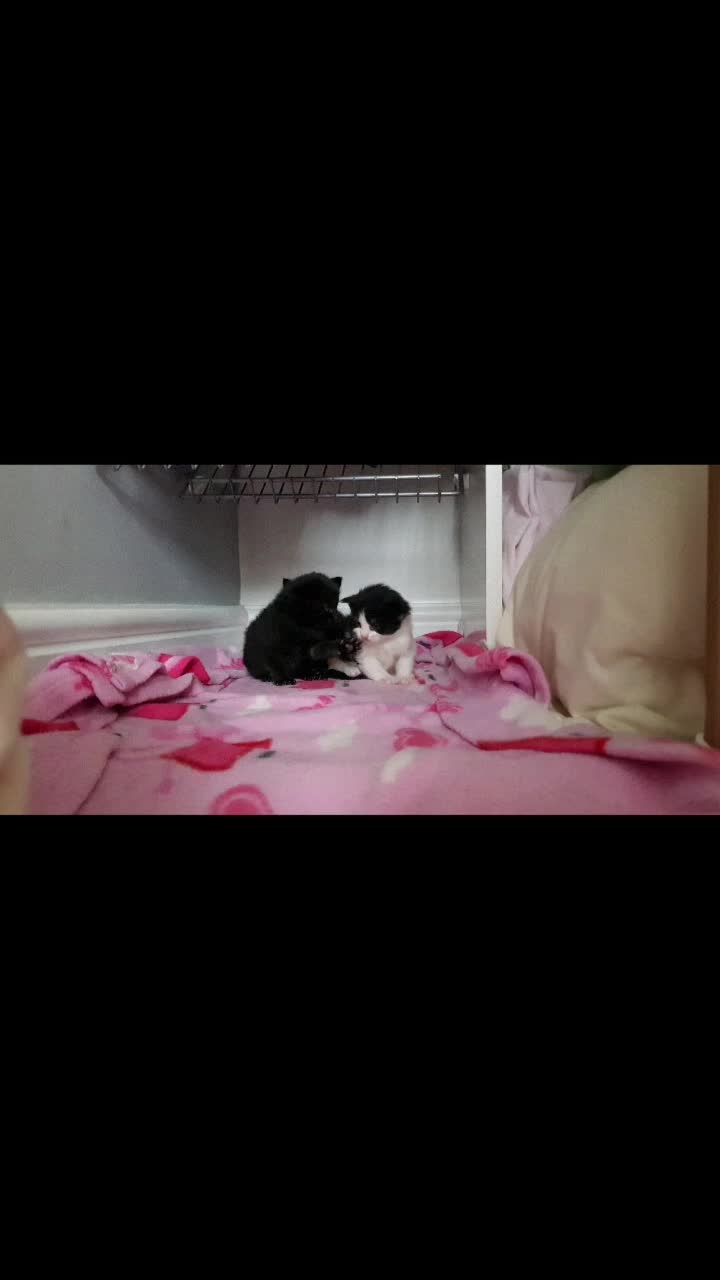 @storm.and.kittens