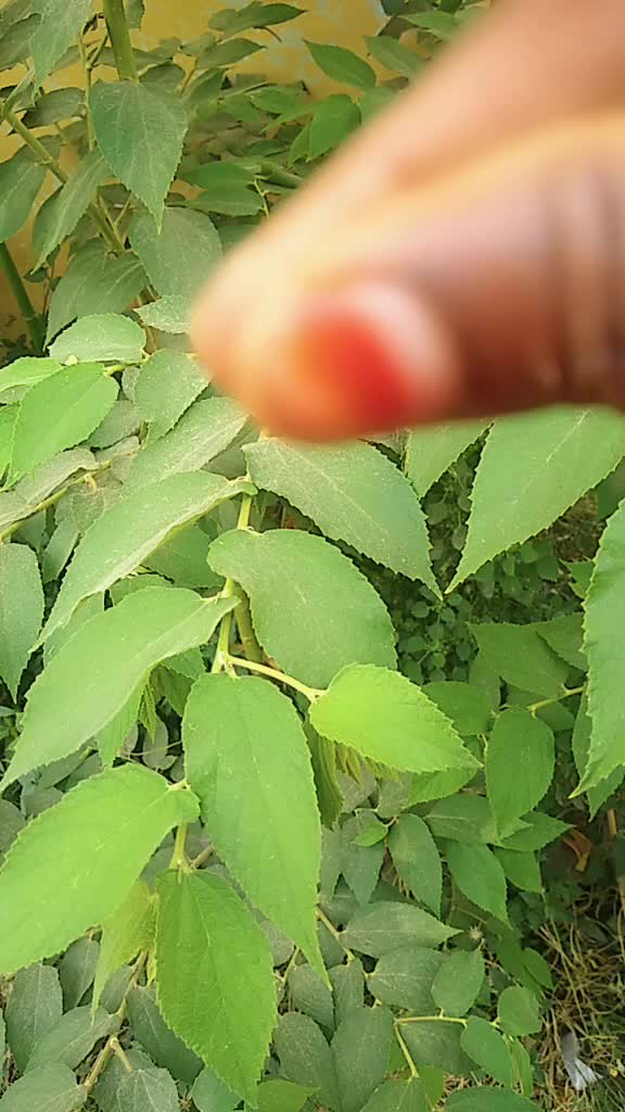 @Rajendran Jasmin