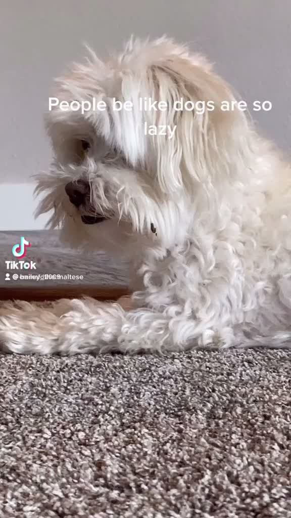 @Just a girl and her dog