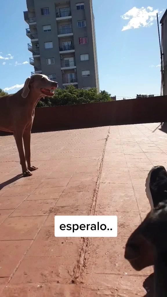 @solcito stefy