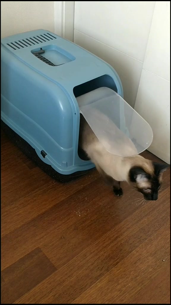 @Titan the Cat
