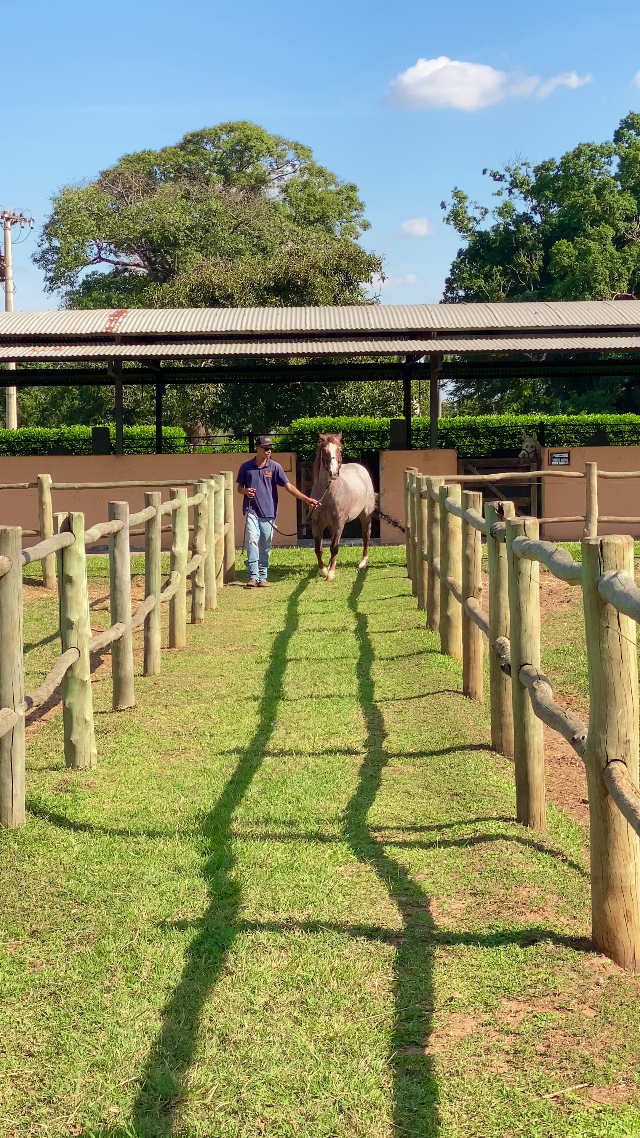 @PRIME HORSE