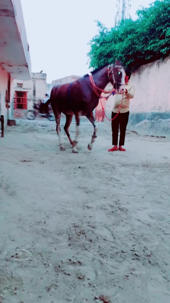 @Lala Gujjar