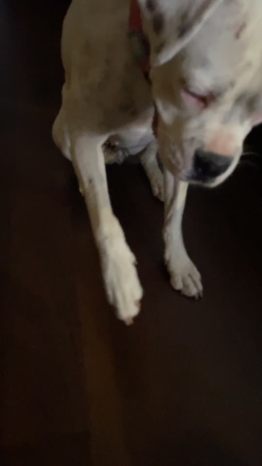 @Bimba.y.Lola.the.boxers