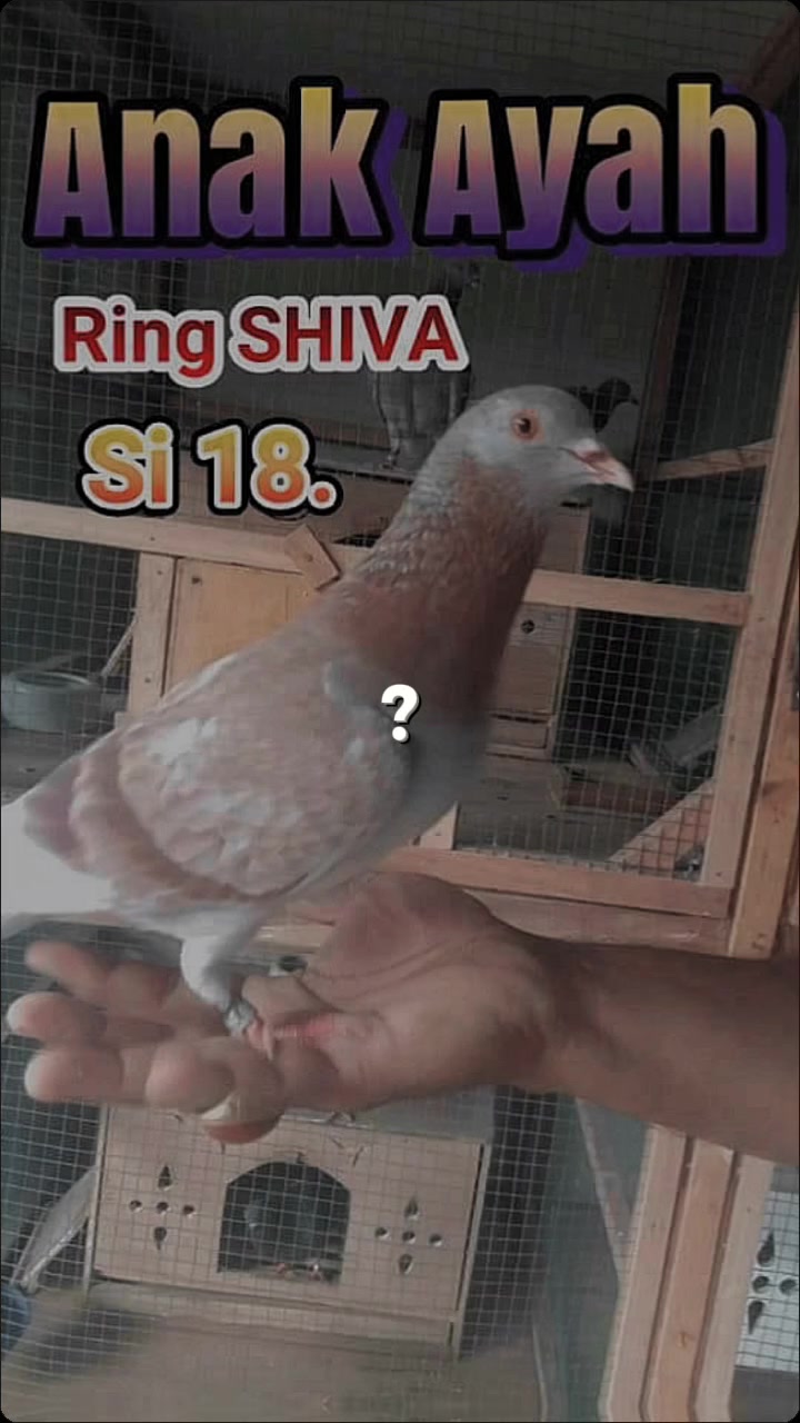 @Shiva FF Team