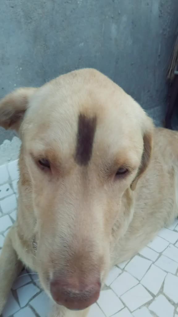 @comedy_dog_rocky