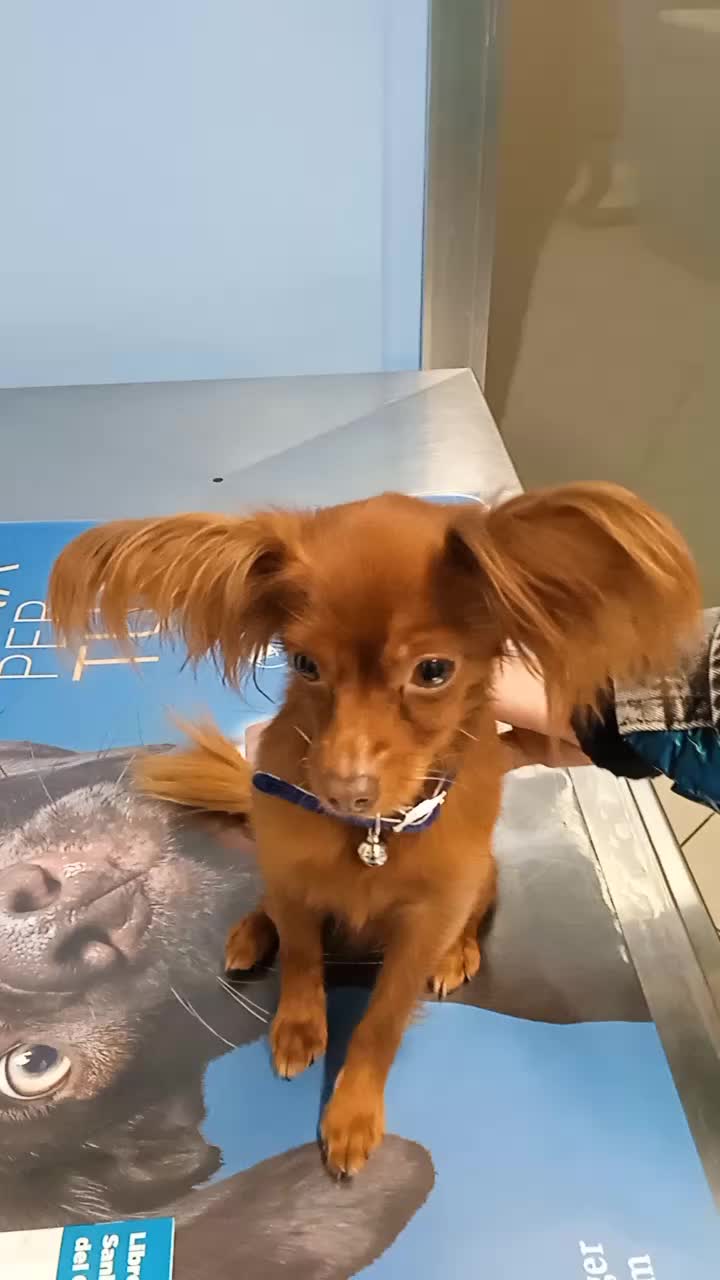 @dr.Giuseppe Vet