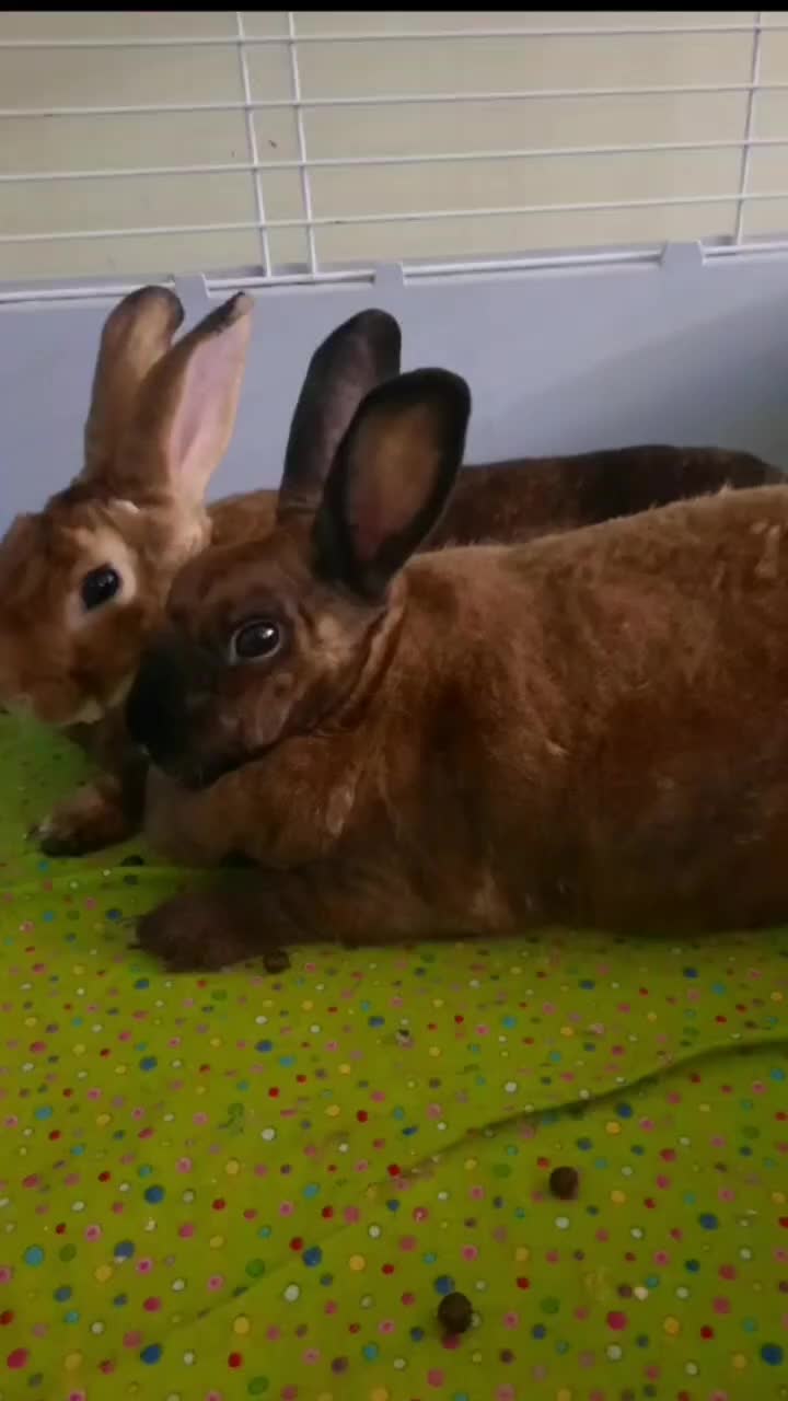 @Leo and Sarah 🐰🐰