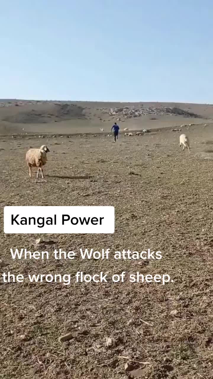 @Golden Wolf