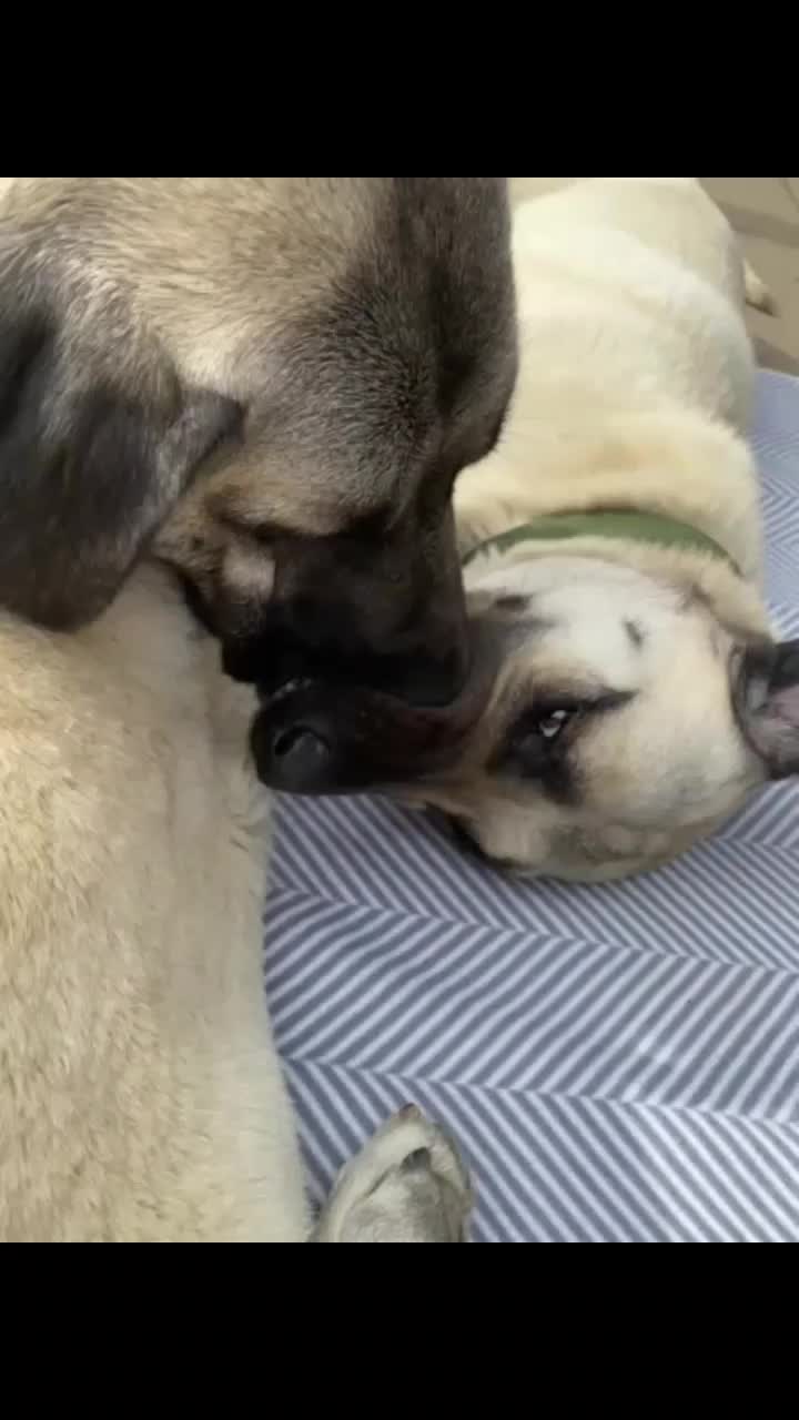 @essexkangals