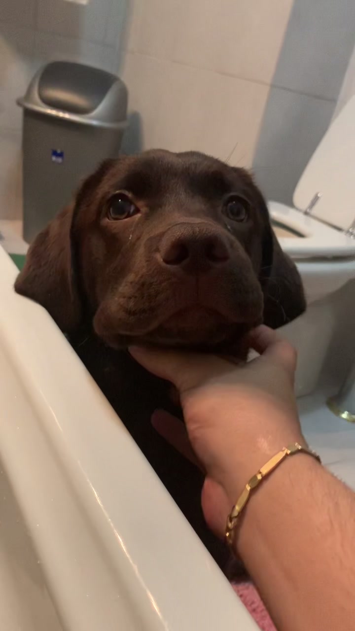 @joy_thechocolatelab
