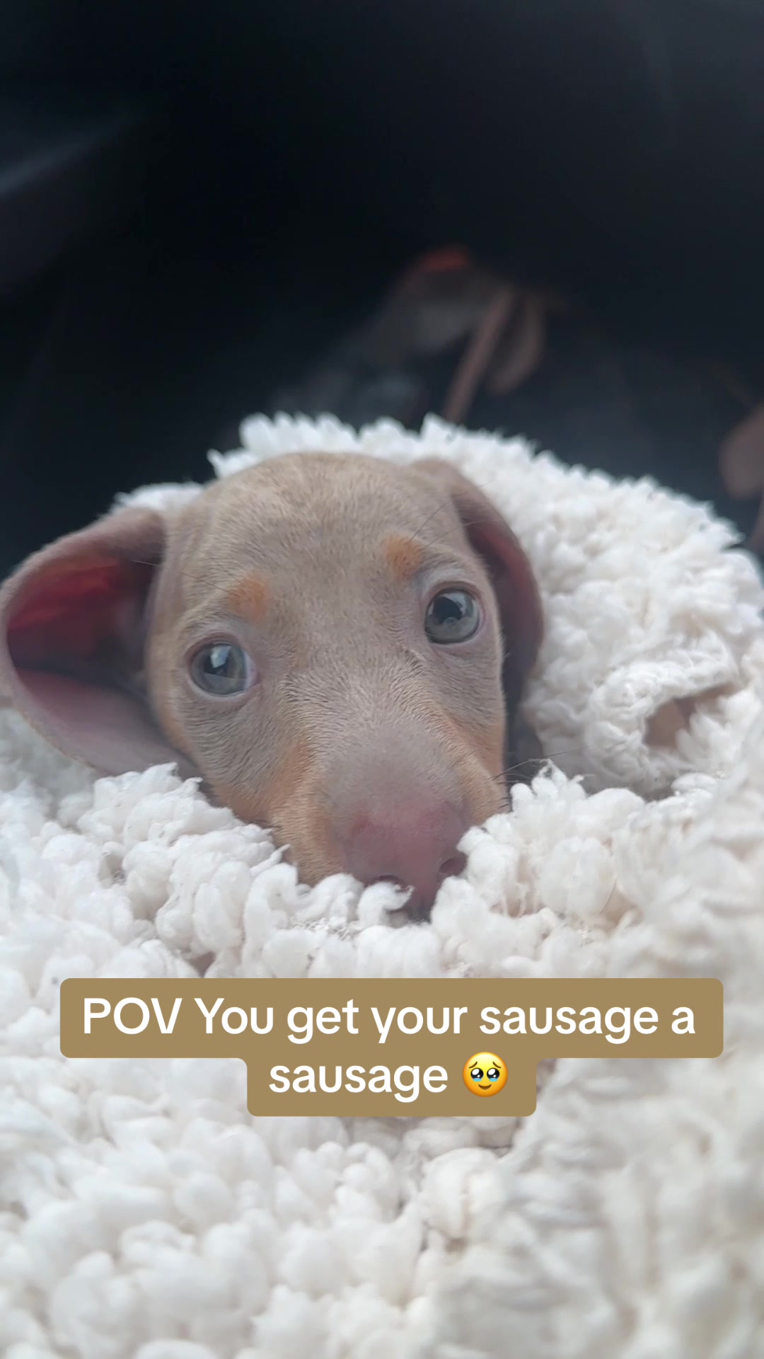 @Elvis the Sausage Boy