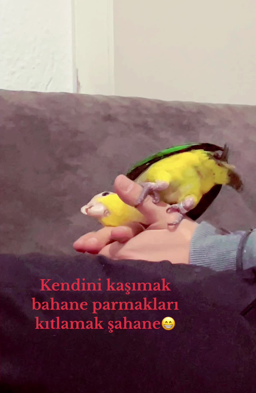 @Nur Hobi Evi