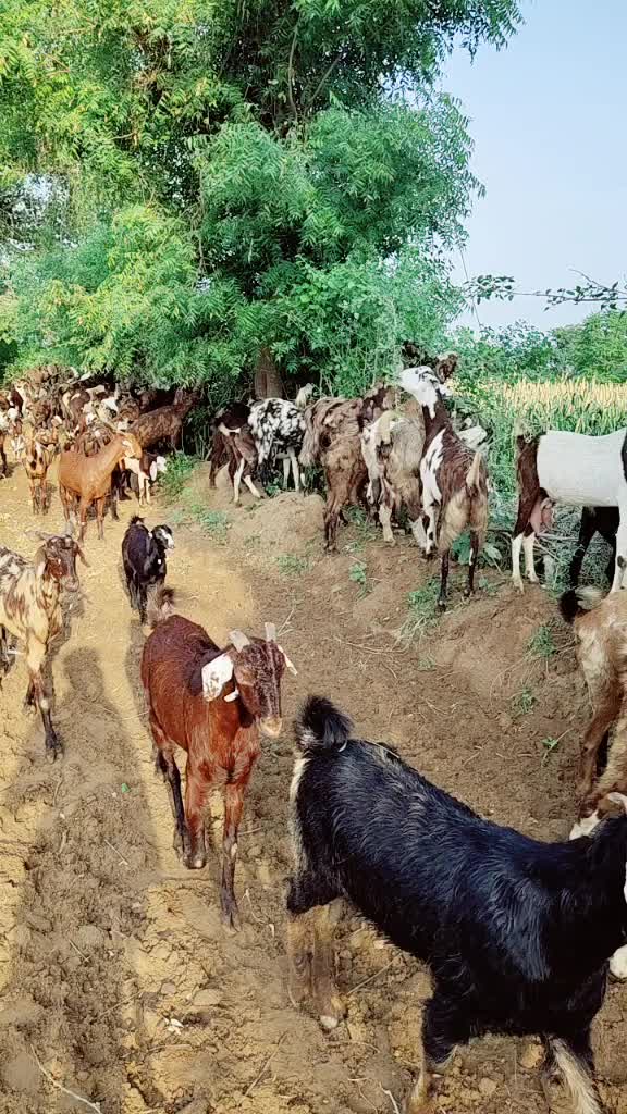 @अरविंद राम देवासी