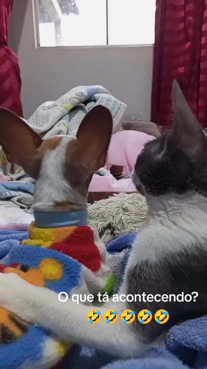 @Lilizinha🐶