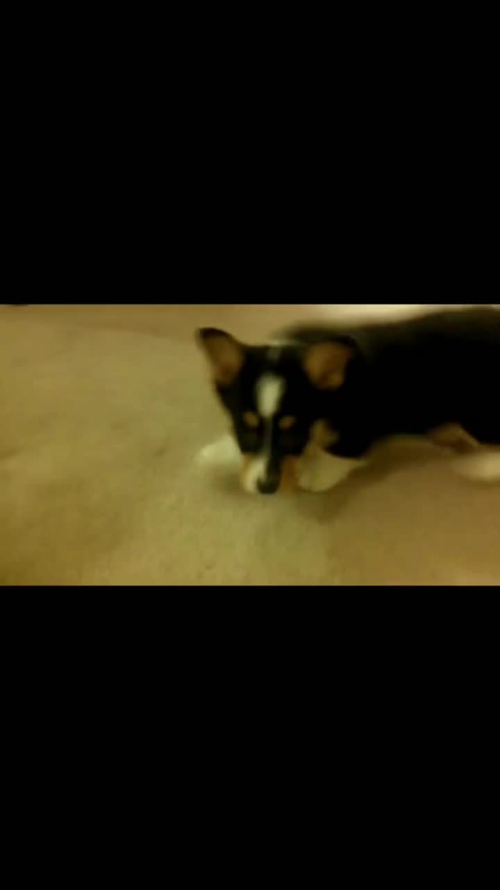 @corgilovecorgi
