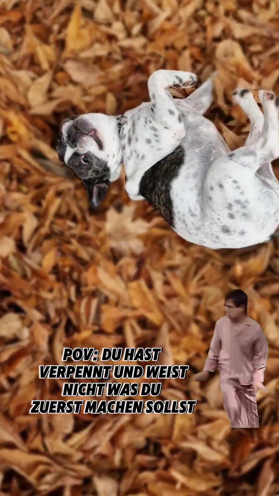 @French Bulldog Jacky 🐶🐾