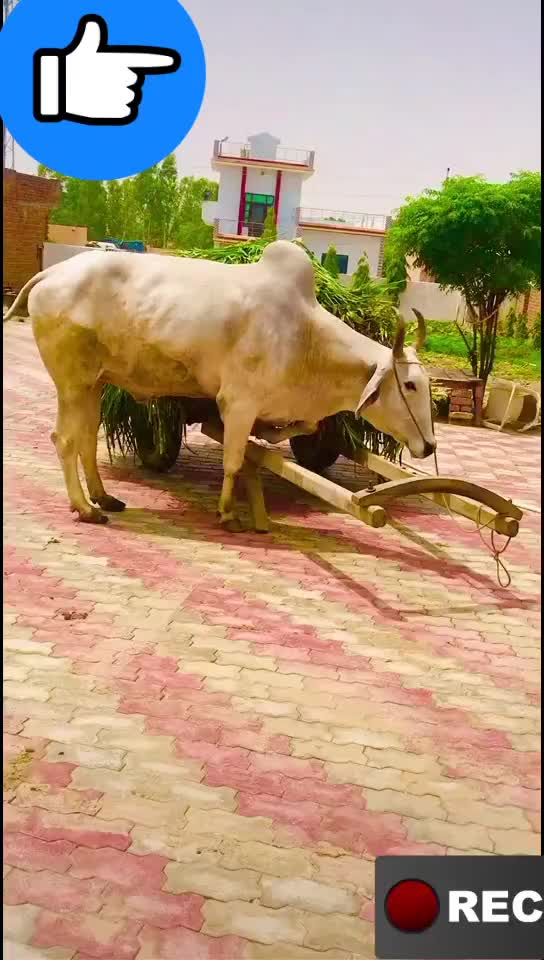 @monu manesar
