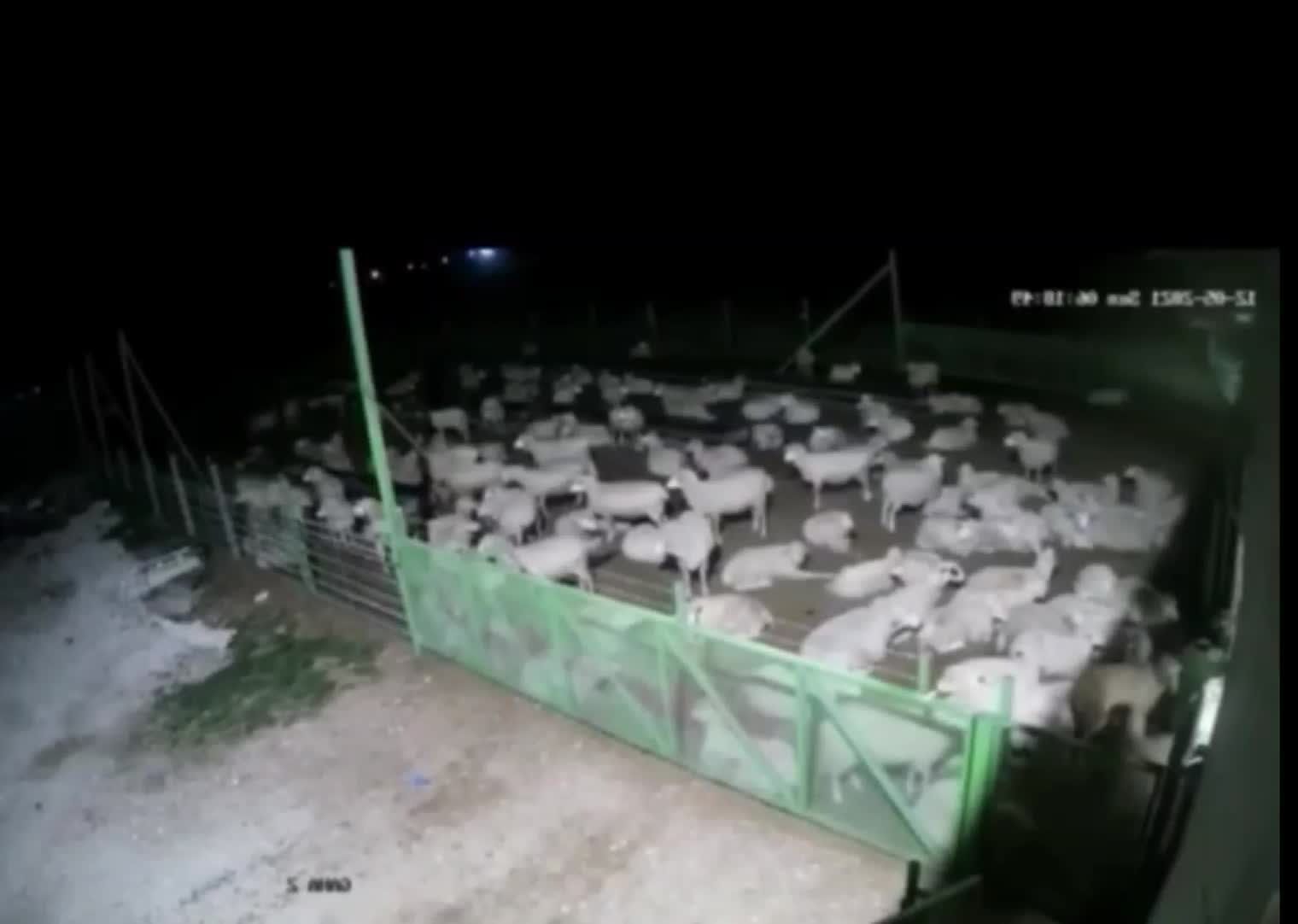 @il cinghiale di tiktok