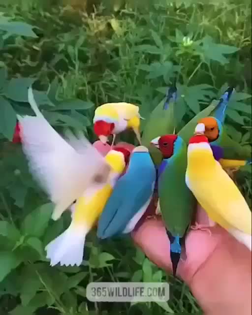 @ALAM8925