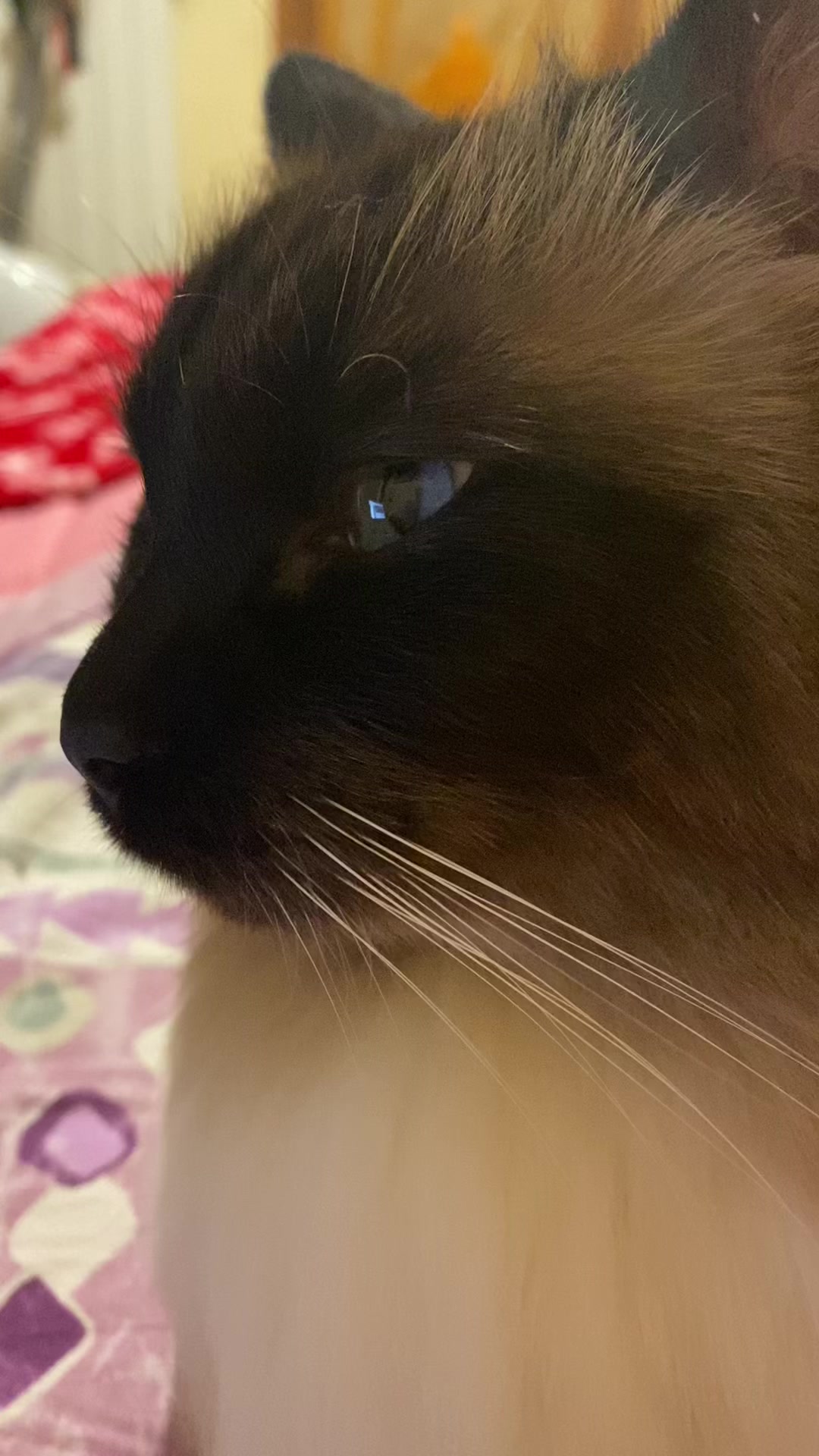 @Ren the Ragdoll Cat