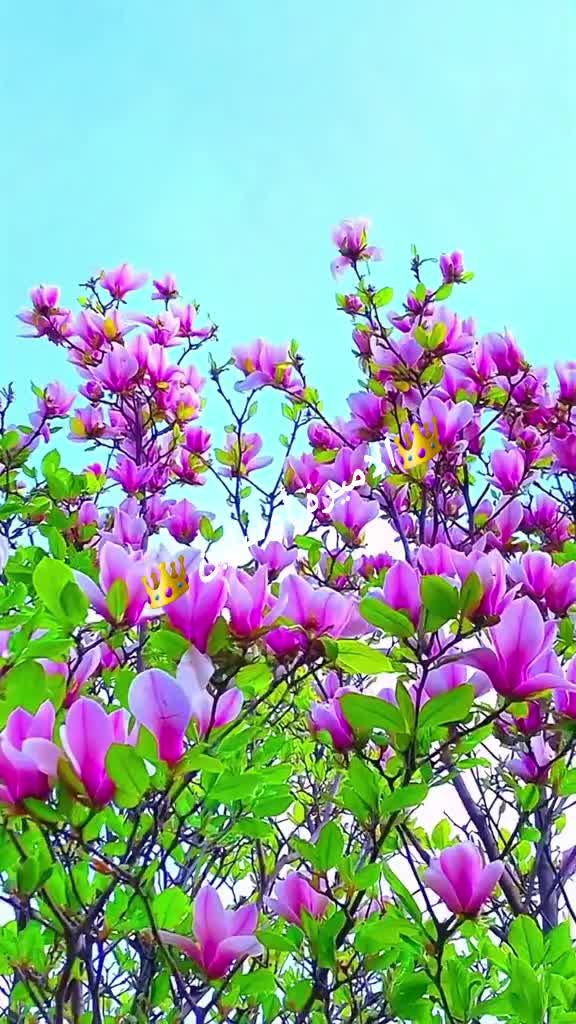 @๐ุงูุฃู
ูุฑุฉ ๐ุงูุณููู ๐