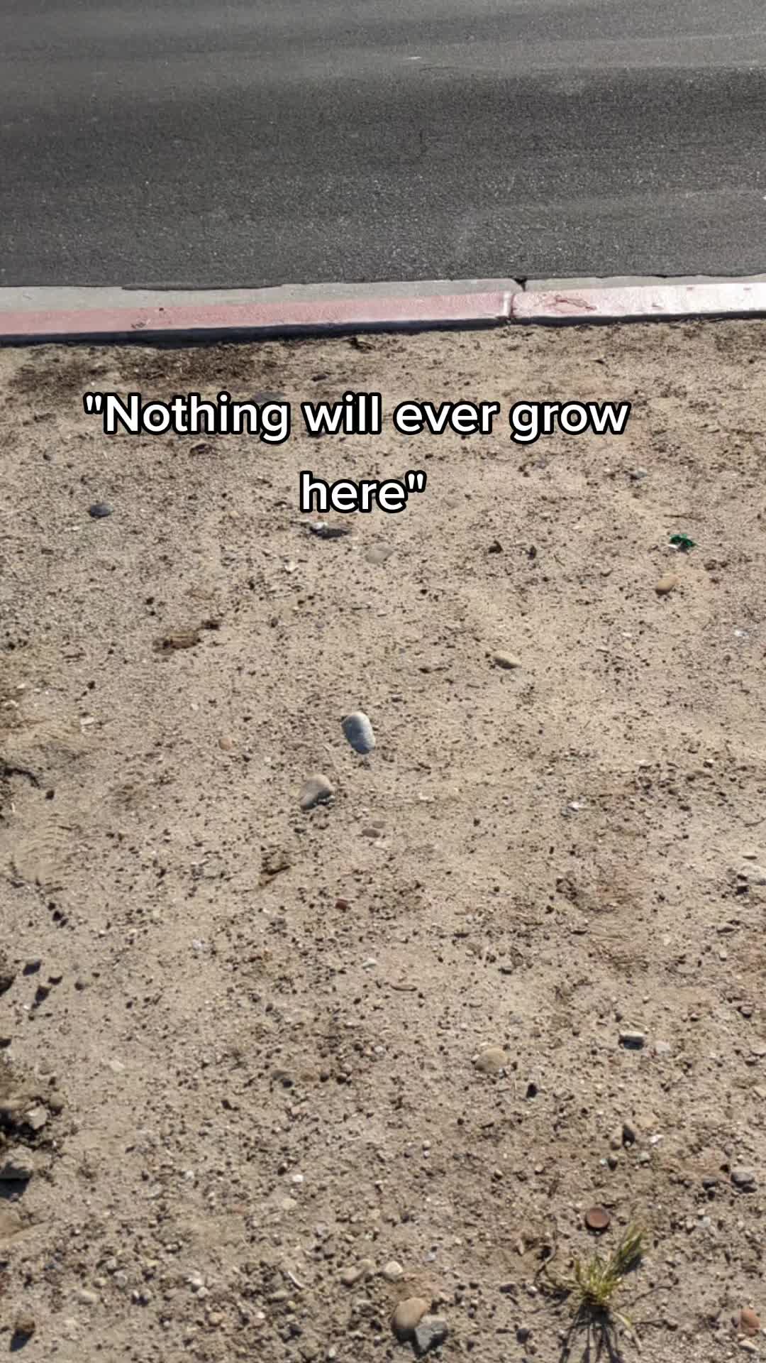 @🌱Plant Native Plants!🦋🐝