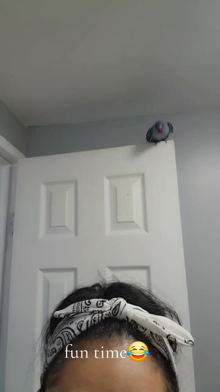 @lilotheparrot & Sky