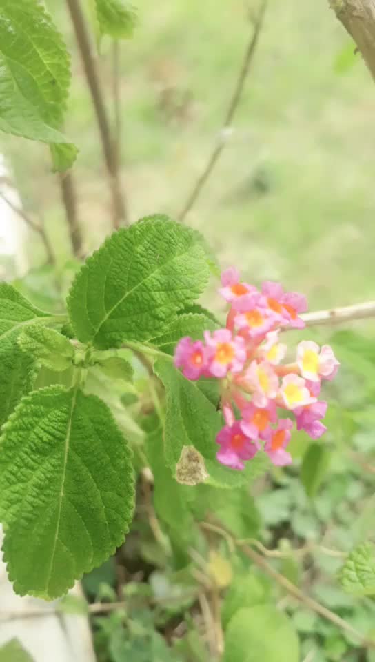 @Sowmya Murali