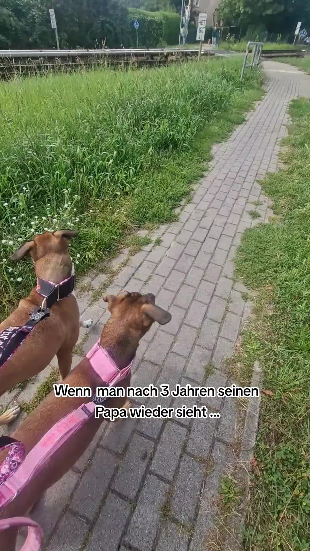 @Staffordshiremix Geschwister🐾