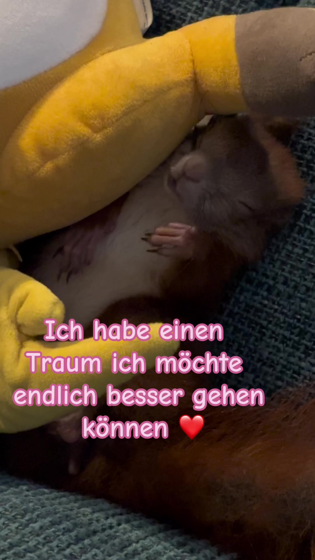 @Jenny&Skippi🐿️ TeamV🐿️u🦔🏰