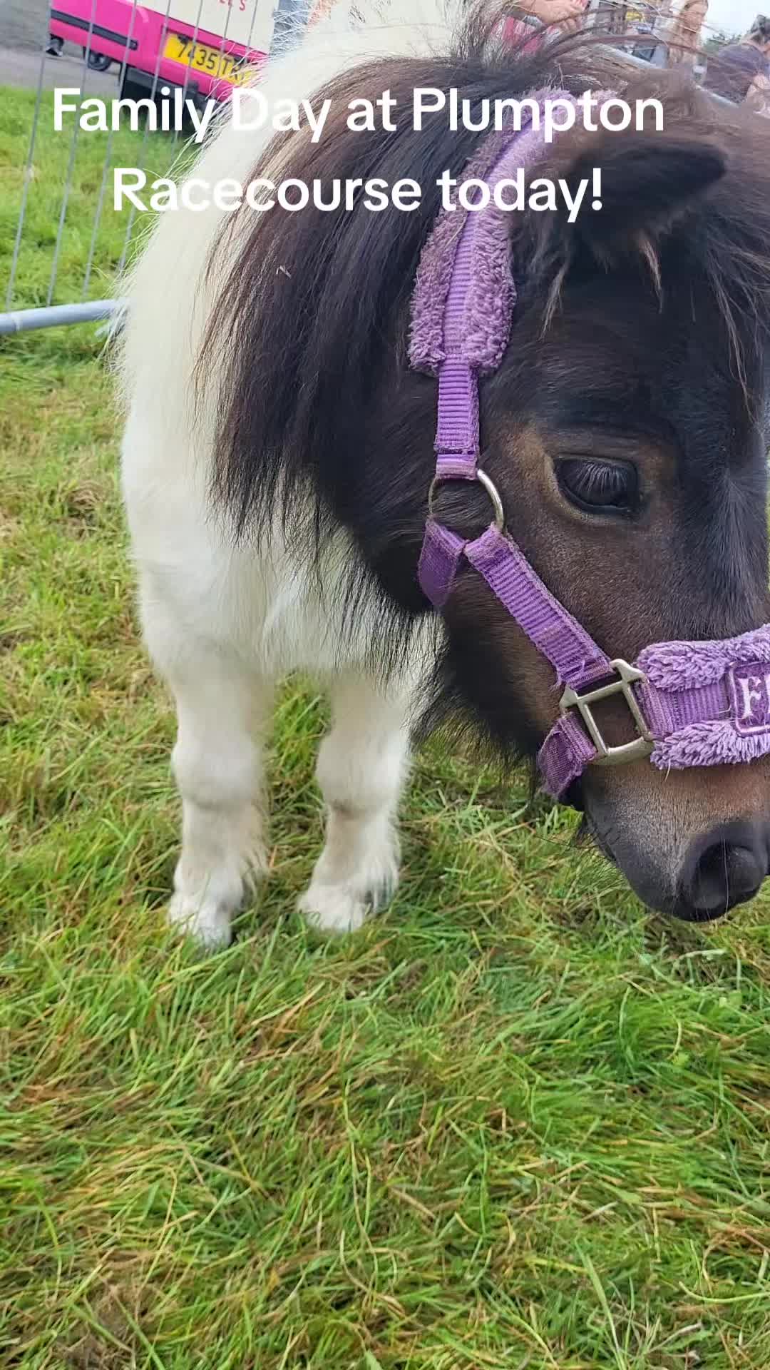 @Kellys Donkeys & 2nd Chance F
