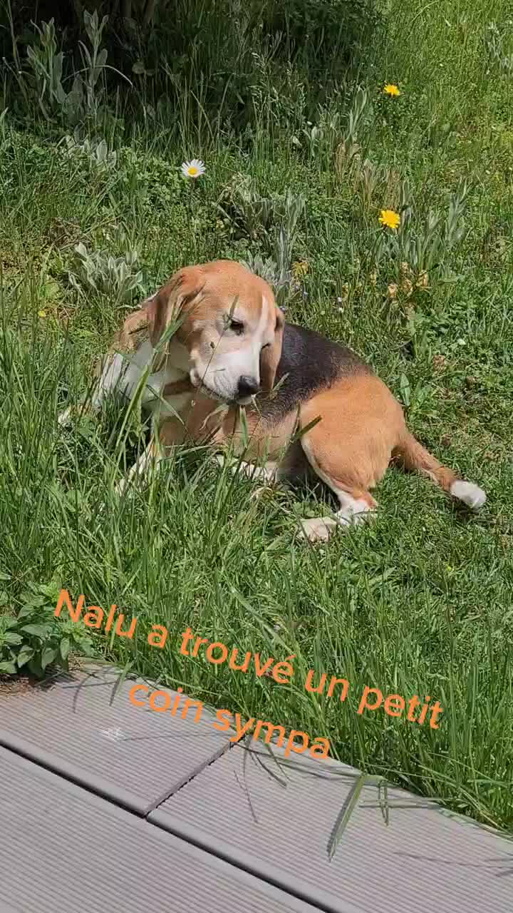 @zeldaline