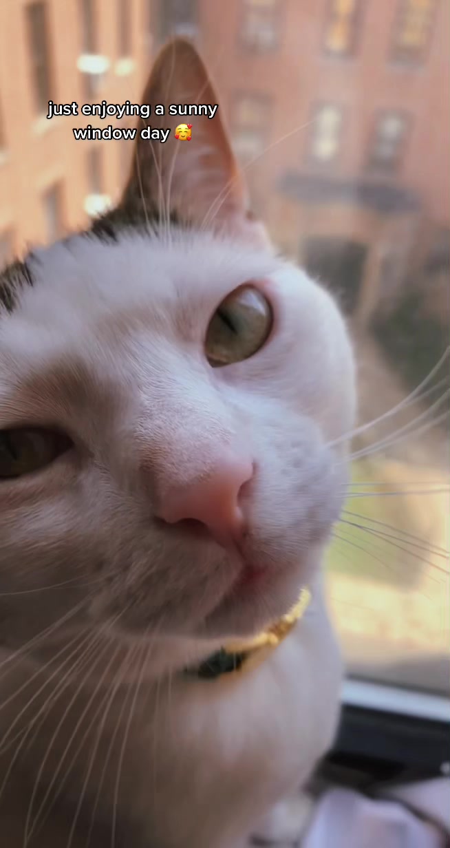 @nova&rsquo;s the cat