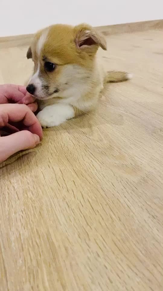 @jasminkathecorgi