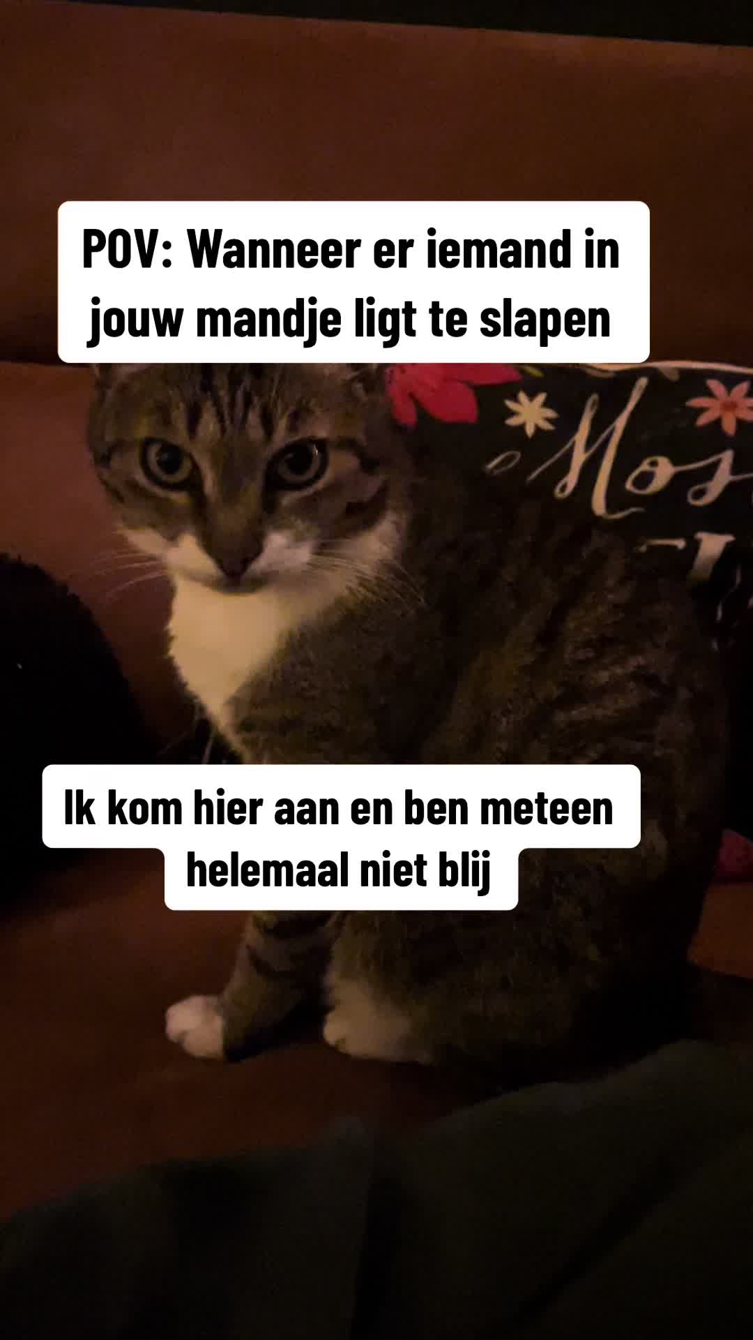 @Purrfect Spark