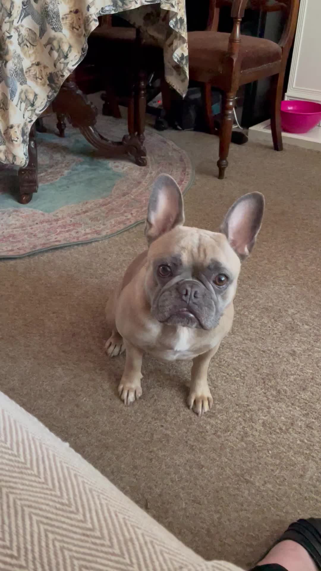 @MaggietheAdventureFrenchie