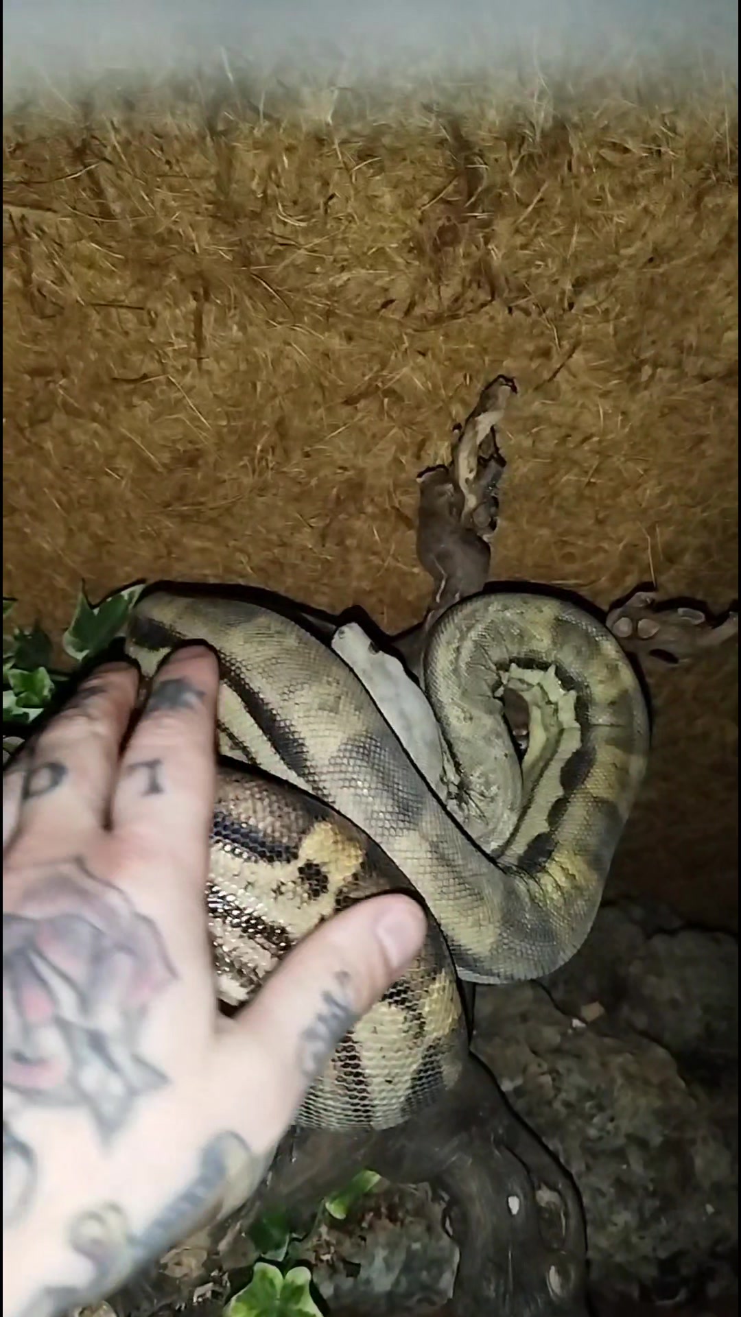 @Mycrazy🤪 animal💚🕷️ world🌏